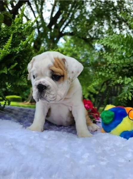 regalo bulldog inglese cuccioli con pedigree