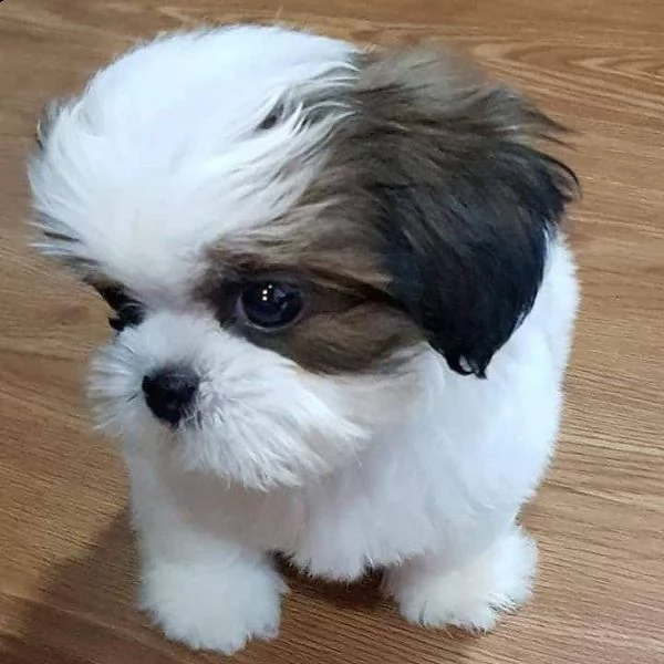 cuccioli di shih tzu