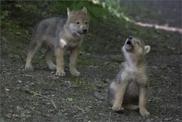 maschi e femmine lupo cecoslovacco