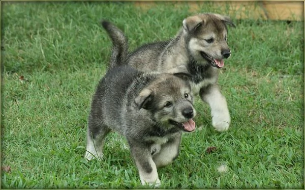 maschi e femmine lupo cecoslovacco | Foto 0