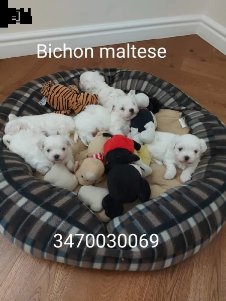 nati il 15.05.22 fatto verminosi e dobbiamo proseguire con la prima dose di vaccino il 19.05.22