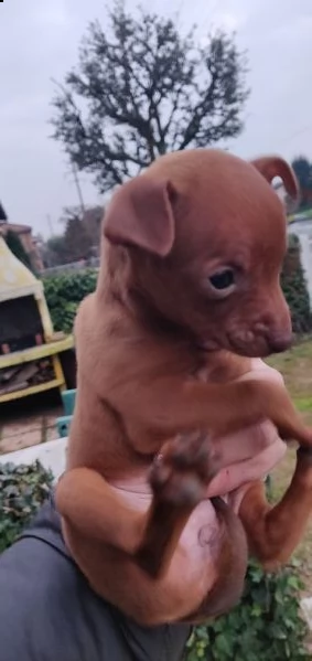 due cucciole femmina di razza pinscher  | Foto 1