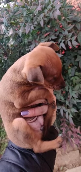 due cucciole femmina di razza pinscher  | Foto 0