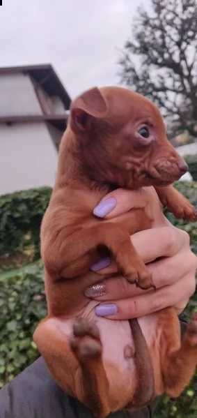 due cucciole femmina di razza pinscher 