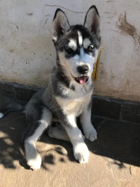 adorabile cucciolo di siberian huski  | Foto 3