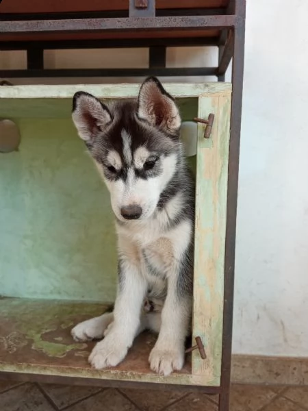 adorabile cucciolo di siberian huski 