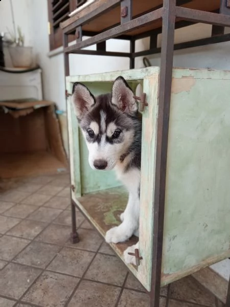 adorabile cucciolo di siberian huski  | Foto 2
