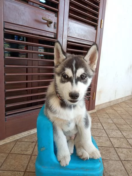 adorabile cucciolo di siberian huski  | Foto 1