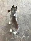 adorabile cucciolo di siberian huski  | Foto 0
