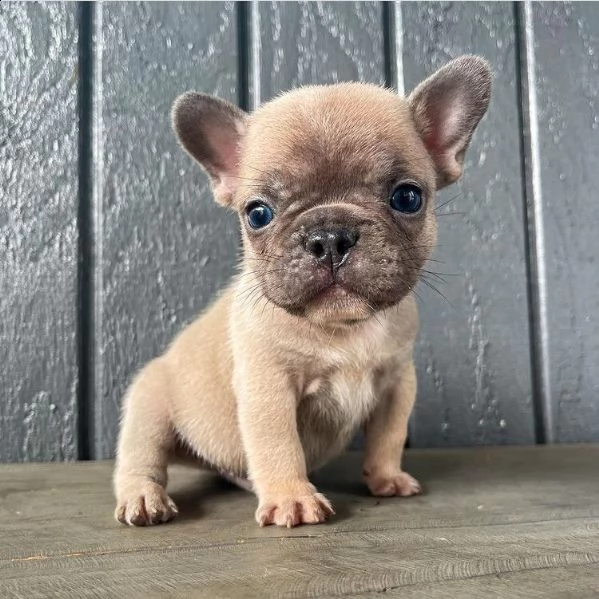 regalo cucciolo bulldog francese