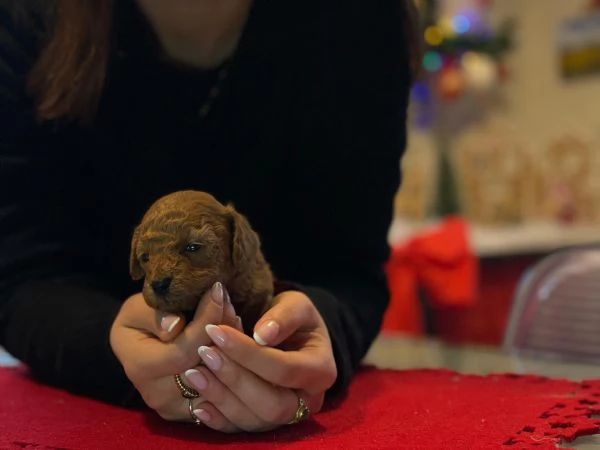 Bellissimi barboncini toy Redfulvi