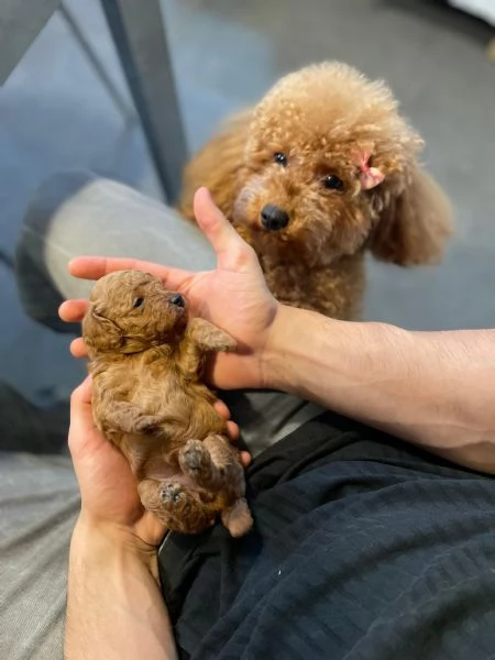 Bellissimi barboncini toy Redfulvi | Foto 2