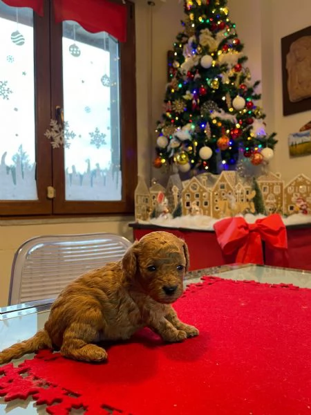 Bellissimi barboncini toy Redfulvi | Foto 1