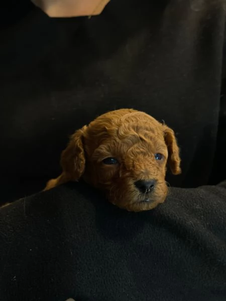 Bellissimi barboncini toy Redfulvi | Foto 0