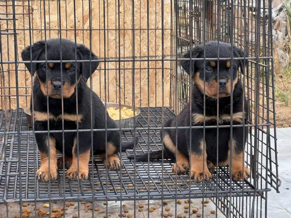  rottweiler cuccioli introvabili cuccioli di rottweiler intelligenti e dolcissimi attaccati al padro