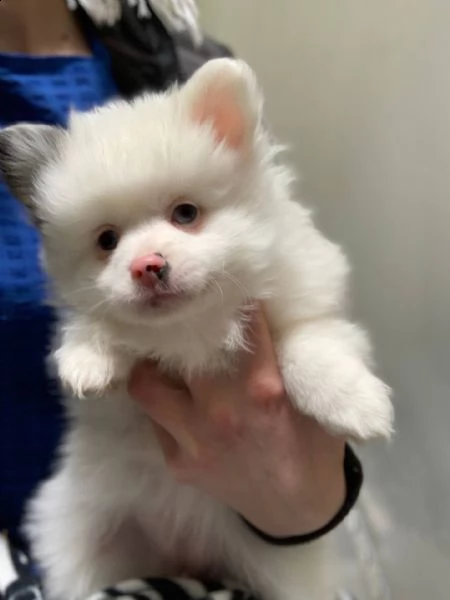 bellissimi cuccioli di volpino pomerania email  marieiris783atgmailcom bellissimi cuccioli di vol