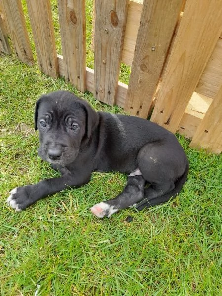alano blu splendidi cuccioli disponibili | Foto 0