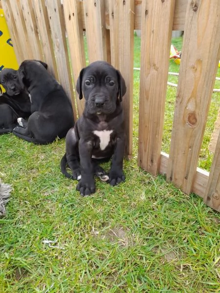 alano blu splendidi cuccioli disponibili