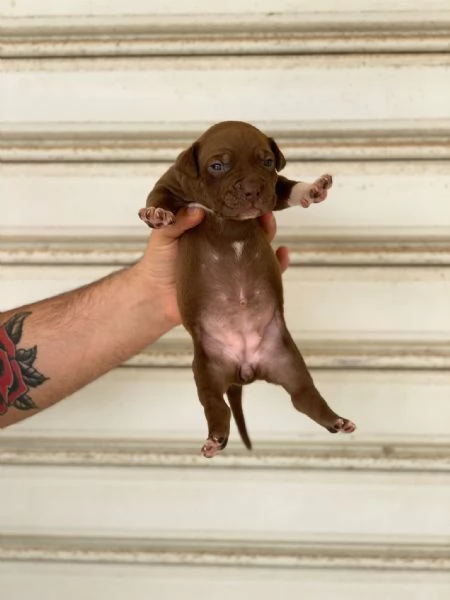 Disponibili pitbull ukc | Foto 4