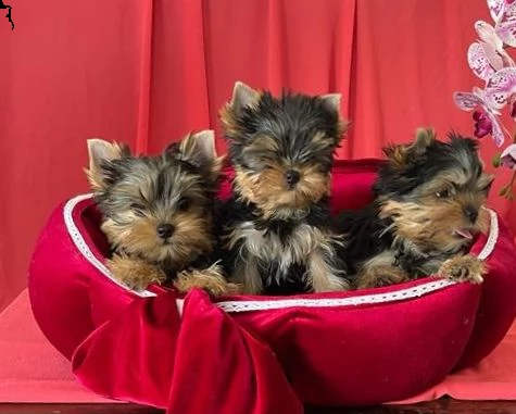 yorkshire terrier cuccioli | Foto 2