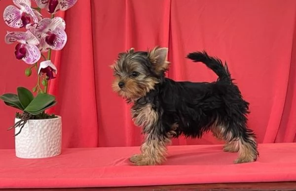yorkshire terrier cuccioli | Foto 1