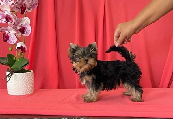 yorkshire terrier cuccioli | Foto 0