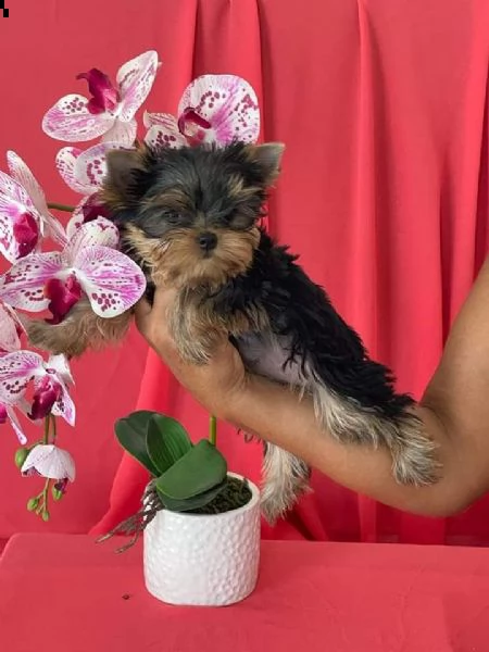 yorkshire terrier cuccioli