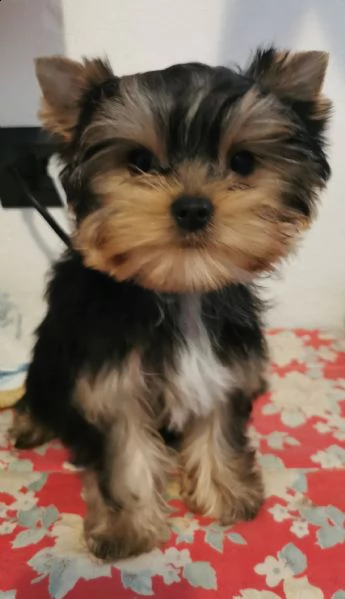 yorkshire terrier bellissimi cuccioli | Foto 5