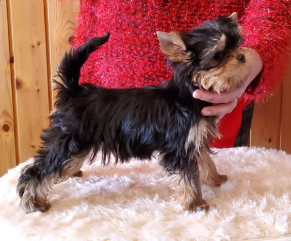 yorkshire terrier bellissimi cuccioli | Foto 4