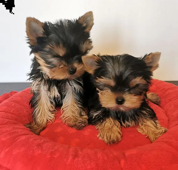 yorkshire terrier bellissimi cuccioli