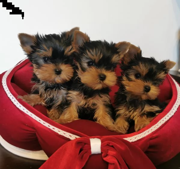 yorkshire terrier bellissimi cuccioli | Foto 3