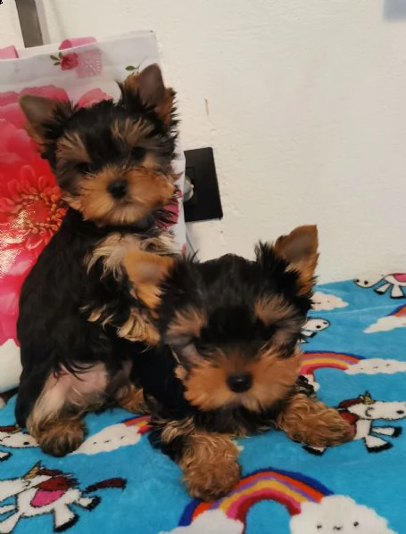 yorkshire terrier bellissimi cuccioli | Foto 2