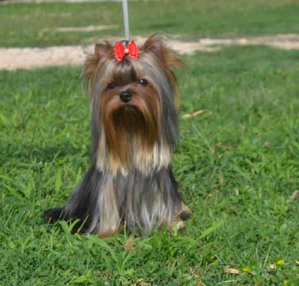 yorkshire terrier bellissimi cuccioli | Foto 1