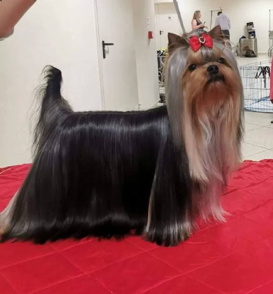 yorkshire terrier bellissimi cuccioli | Foto 0