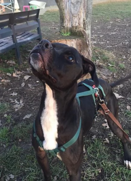 kira cucciola di tanto affetto | Foto 4