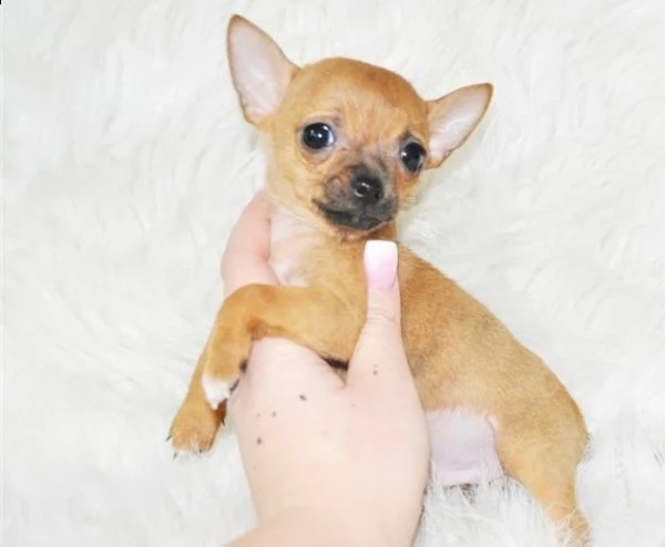 regalo chihuahua cuccioli meravigliosi  