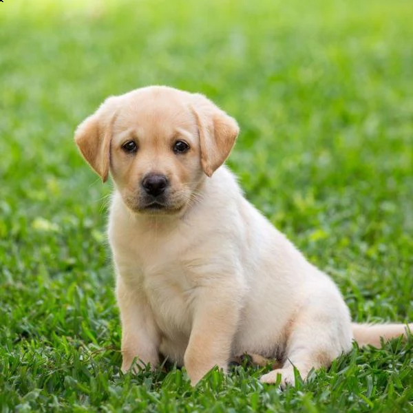 regalo cuccioli labrador bellissimi cuccioli di labrador di prima scelta in pronta consegna microcip