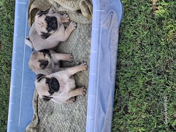Cuccioli di carlino  | Foto 2