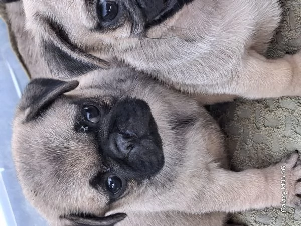 Cuccioli di carlino 