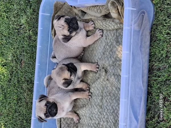 Cuccioli di carlino  | Foto 1