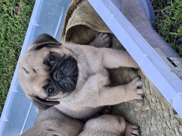 Cuccioli di carlino  | Foto 0
