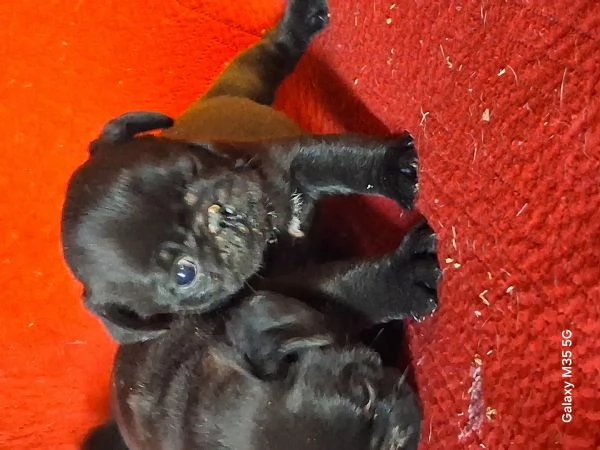 Cucciolo di carlino  | Foto 3