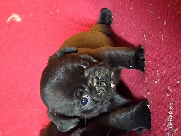 Cucciolo di carlino  | Foto 2