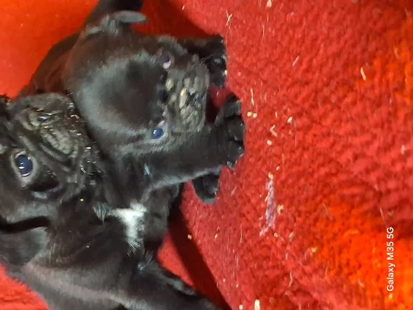 Cucciolo di carlino  | Foto 0