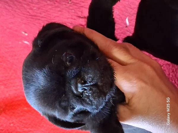 Maschietto nero di carlino 