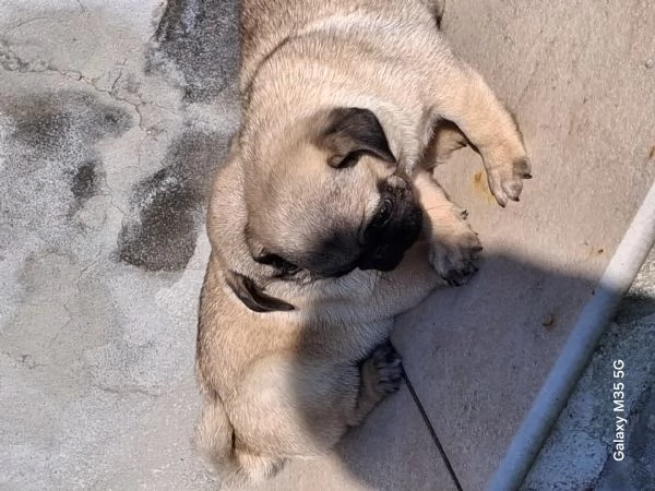 Cucciolo di carlino  | Foto 0