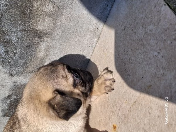 Carlino maschio  | Foto 0