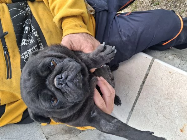 Carlino femmina  | Foto 0