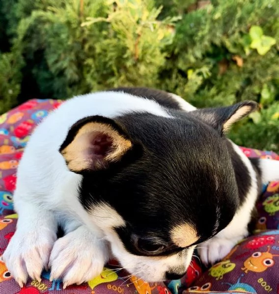vendo cucciolo di chihuahua mini stella | Foto 3