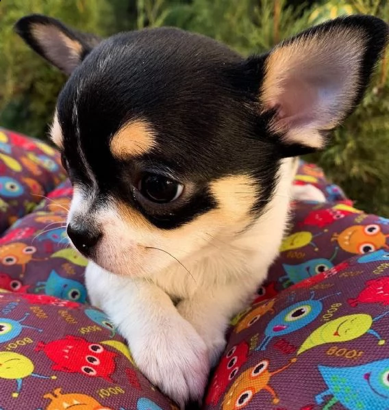 vendo cucciolo di chihuahua mini stella | Foto 2